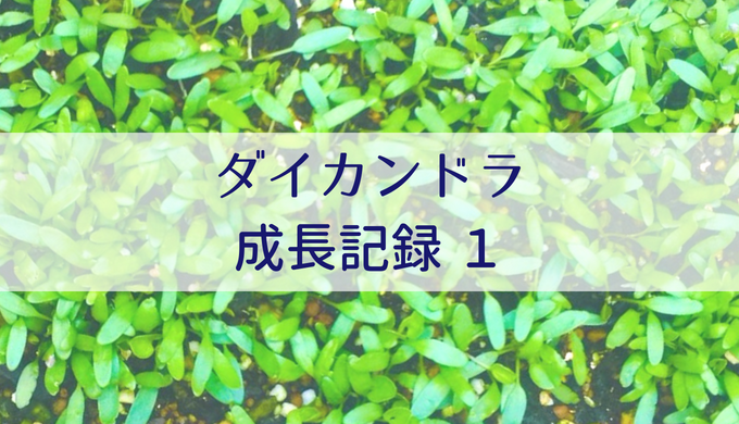 ダイカンドラ成長記録 失敗 編 プランターに種まき 移植 Misako Note