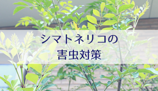 シマトネリコをシンボルツリーに選ぶ前に 知っておきたいメリットデメリット Misako Note