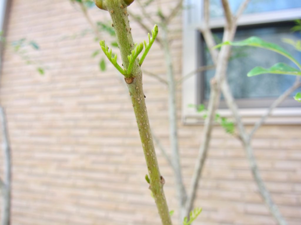 シマトネリコ剪定後に枝から新芽が出ている