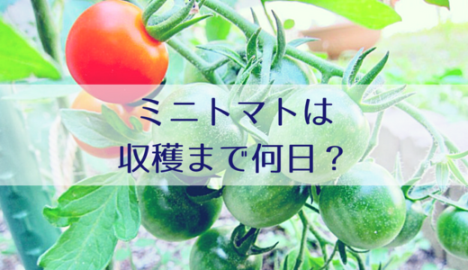 家庭菜園のミニトマトは収穫まで何日？苗の植付～収穫までの成長