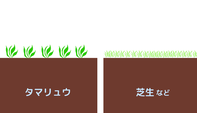 タマリュウと芝生の比較