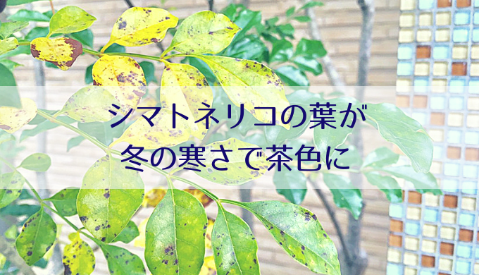 シマトネリコの葉が冬の寒さで茶色に 枯れたの 冬越しはどうする Misako Note