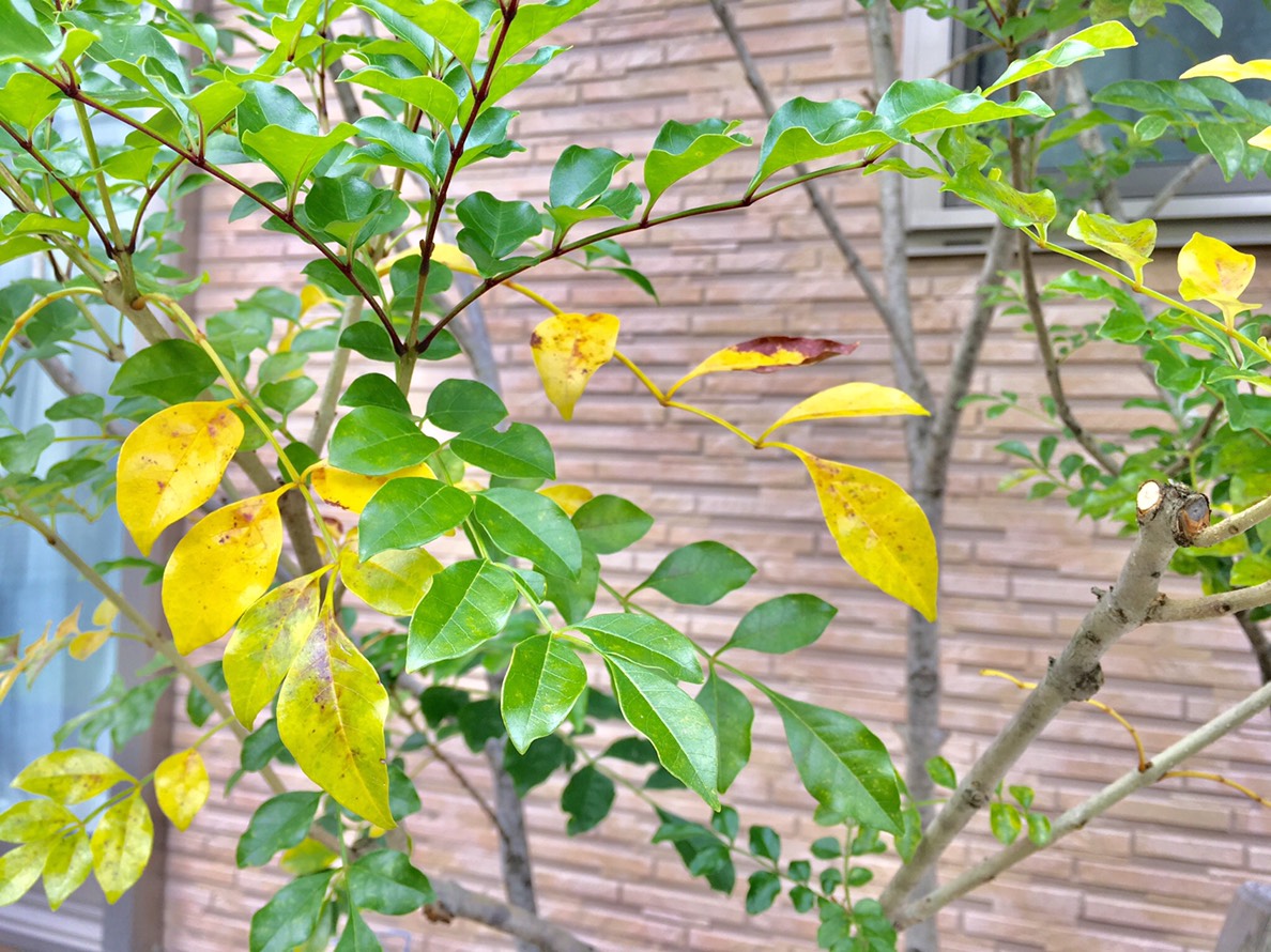 シマトネリコの葉が黄色くなっている