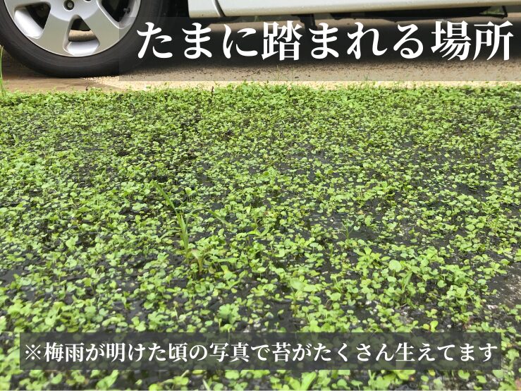 ダイカンドラたまに踏まれる場所