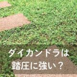 ダイカンドラは踏圧に強い？
