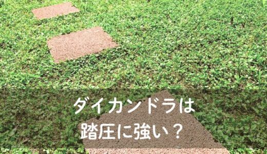 ダイカンドラは踏圧に強い？｜気になる部分は敷石で解決