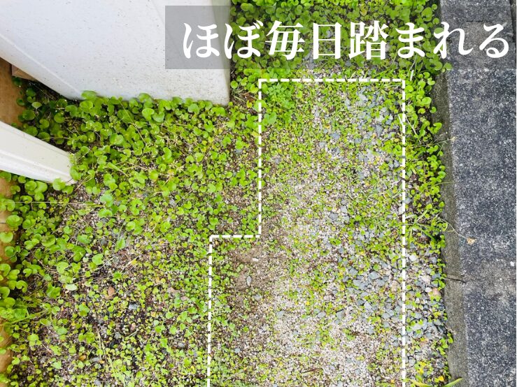 ほぼ毎日踏まれる部分のダイカンドラ